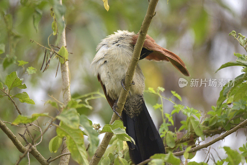 White-browed Coucal